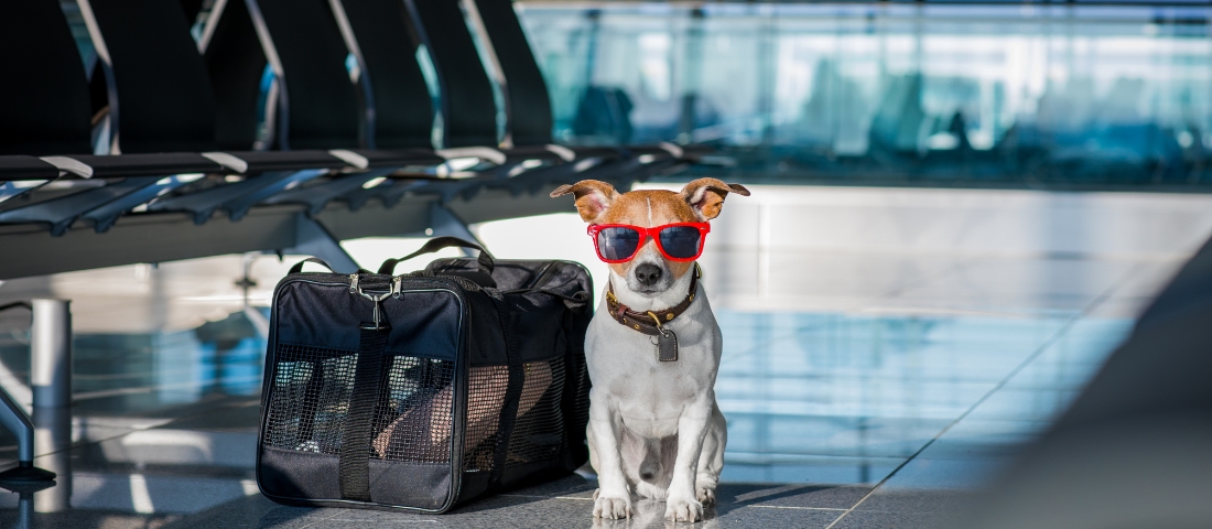 Ein Hund wartet an einem Flughafen zum Thema Verreisen mit dem Hund im Flugzeug