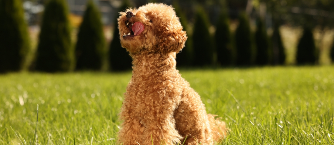 Der Maltipoo ist ein kleiner und freundlicher Hund