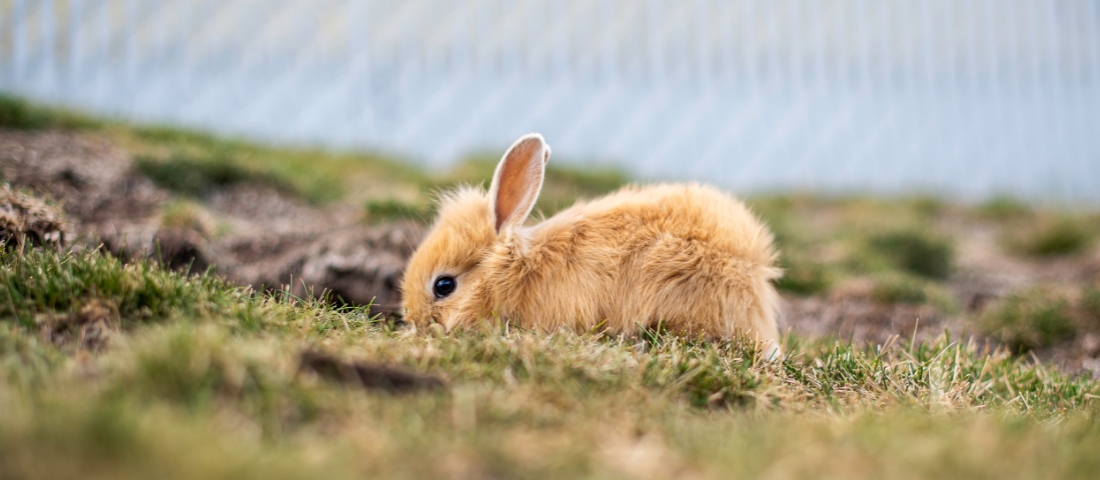 Ein Kaninchen im Außengehege