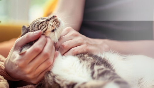 Mehr Informationen zu den beliebten Katzenrassen im ZOO & Co. Ratgeber