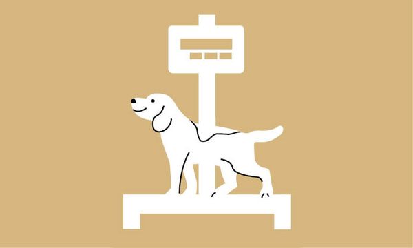 Kostenloses Hundewiegen im ZOO & Co. Tierfachmarkt