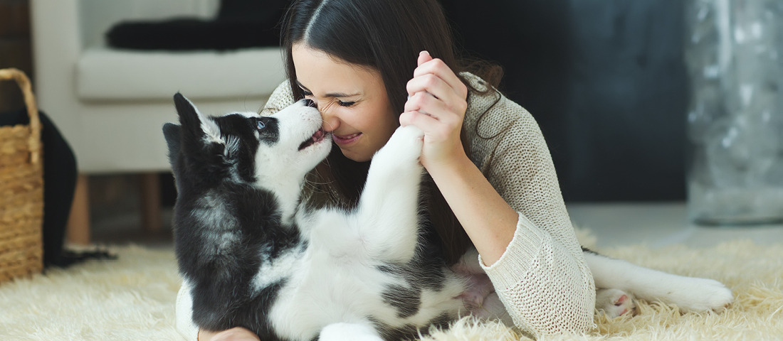 Hundeartikel im Online Shop zu fairen Preisen und schneller Lieferung