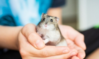 Zwerghamster in menschlicher Hand