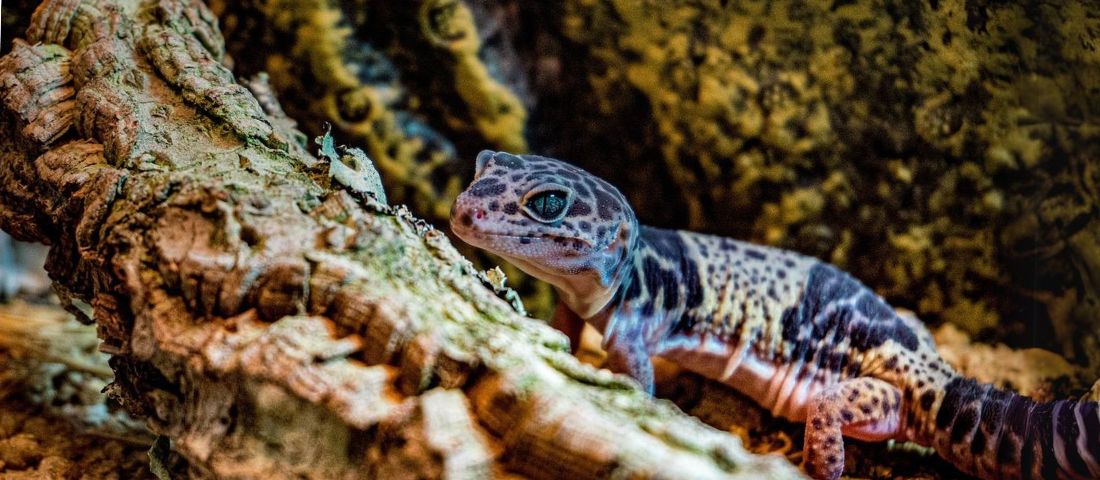  Ein kleiner, gold-gelber Corydoras-Wels mit leicht transparenten Flossen ruht auf einem hellen Kiesgrund.