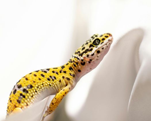 Zwei marmorierte Skalare mit ausgeprägten Flossen schwimmen in einem Aquarium über einem hellen Kiesgrund, umgeben von grünen Wasserpflanzen.