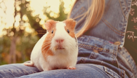 Ein Hamster sitzt auf dem Schoß eines Menschen zu dem Thema Pflege und Vorsorge bei Kleintieren