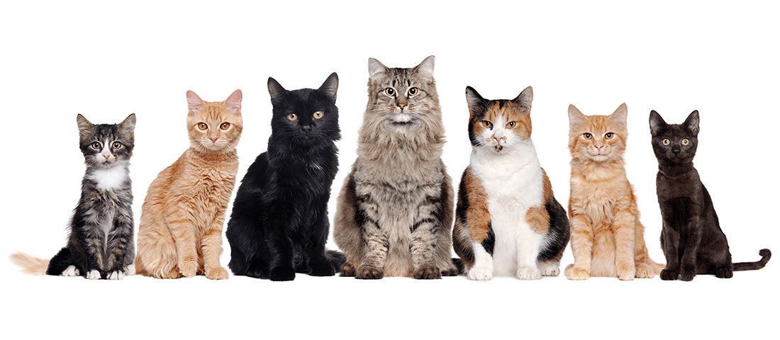 Unterschiedliche Katzenrassen auf einem Foto