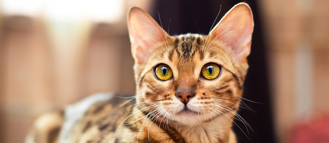 Themen im Katzen Ratgeber