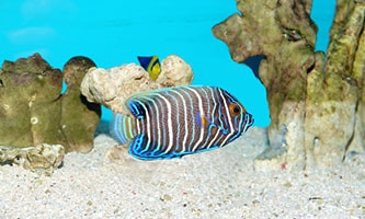 Meerwasser-Aquaristik des ZOO & Co. Tierfachmarktes