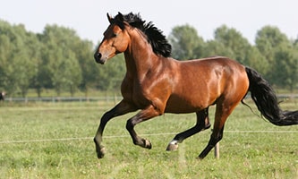 Braunes Rennpferd auf einer grünen Wiese