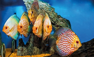 Fische in einem Süßwasseraquarium