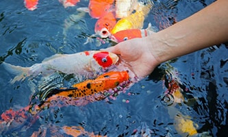 Mehrere orange und gelbe Koi-Fische schwimmen im Wasser, einige mit schwarz-weiß gemusterten Schuppen.
