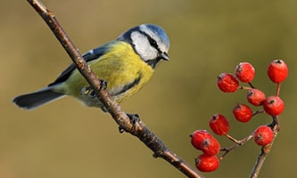 Umfangreiches Sortiment für deine Zaungäste