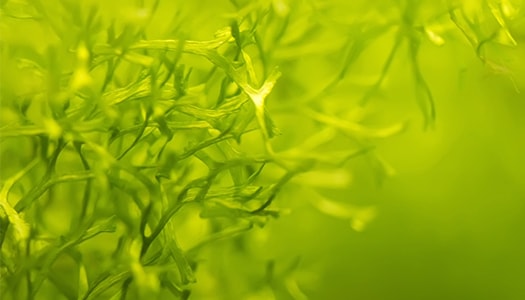 Algen im Aquarium: Wachstum gezielt vorbeugen