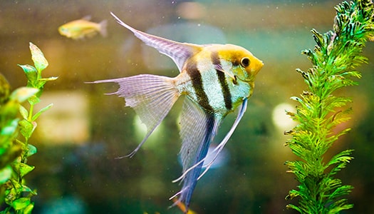 Unterschiedliche Fischarten, Aquarienpflanzen & Co.