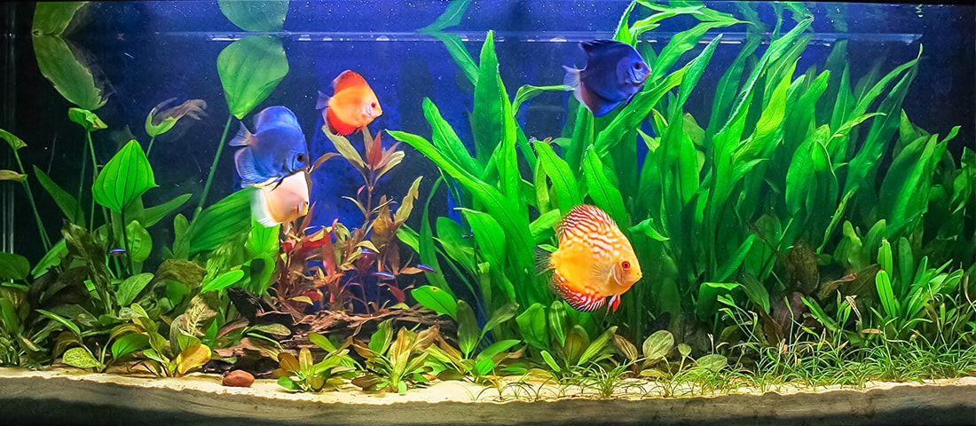  Ein Süßwasseraquarium mit mehreren bunten Diskusfischen, die zwischen hohen grünen Wasserpflanzen schwimmen.