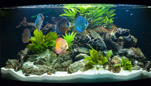 Fisch- & Aquarienpflege