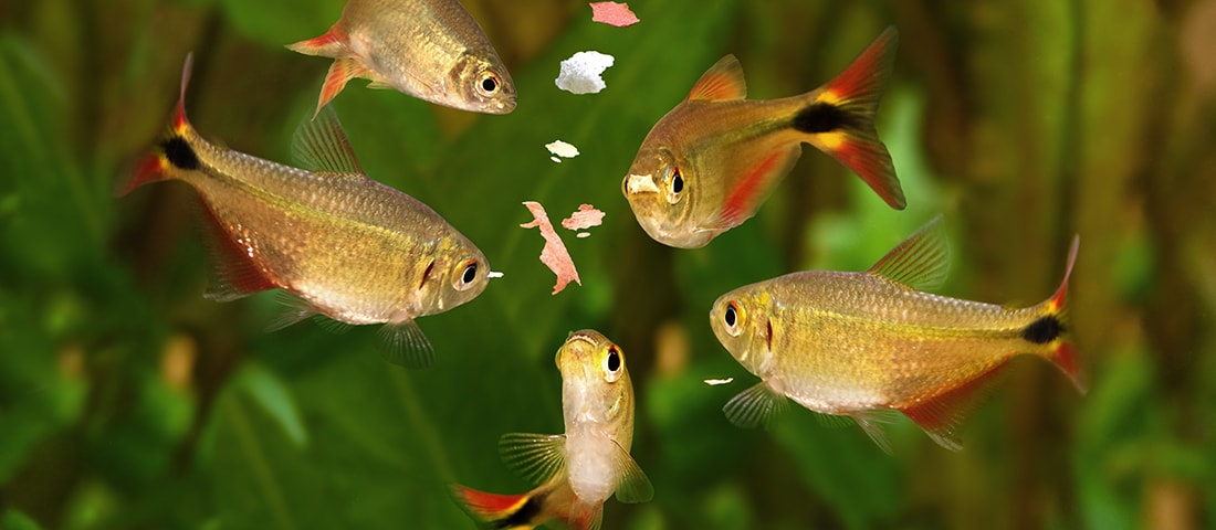 Ein üppig bepflanztes Süßwasseraquarium mit einer Vielfalt an grünen und roten Wasserpflanzen, in dem bunte Zierfische zwischen den Pflanzen schwimmen.
