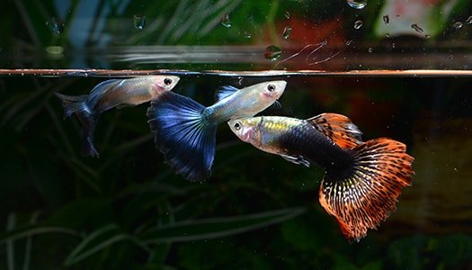 Zu dem Thema Fischkrankheiten sind krank wirkende Fische auf dem Bild zu sehen