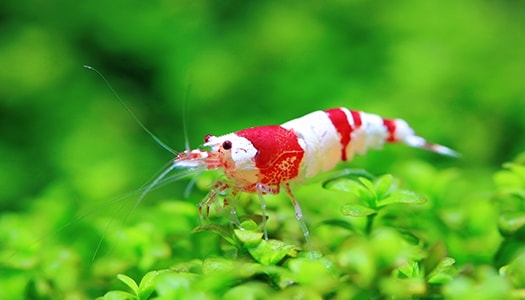 Garnelen & andere Aquarientiere