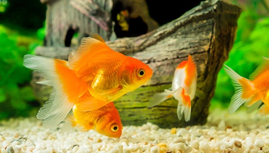 Eine Nahaufnahme von leuchtend grünen Farnwedeln.