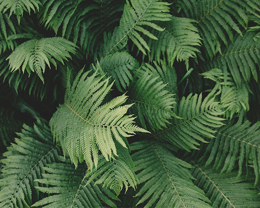 Ein Nahaufnahme von leuchtend grünen Farnwedeln