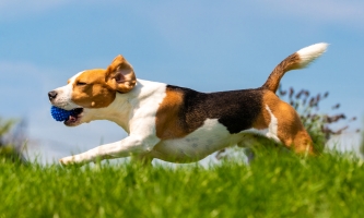 Laufender Beagle mit langen Schlappohren
