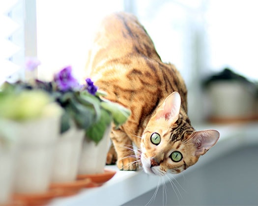 Bengelkatze sitzt auf der Fensterbank mit Blick auf Blumentöpfe