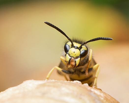 Eine Biene draußen im Rahmen einer Nahaufnahme