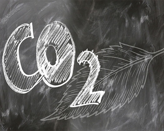 Eine Nahaufnahme von leuchtend grünen Farnwedeln.