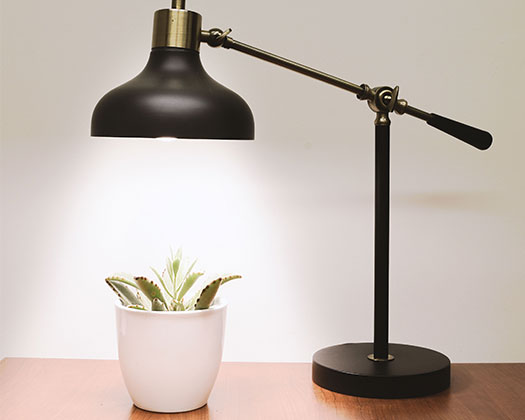 Eine schwarze Tischlampe mit goldfarbenen Akzenten leuchtet eine kleine Zimmerpflanze in einem weißen Topf an.