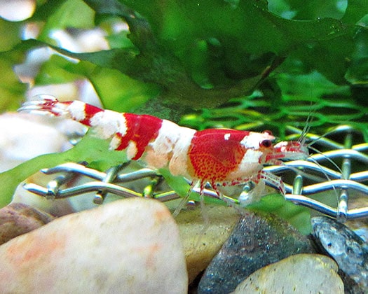 Garnelenfutter: Brennnesseln