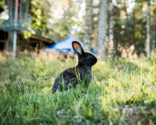 Ein Hase sitzt auf einer Wiese im Wald