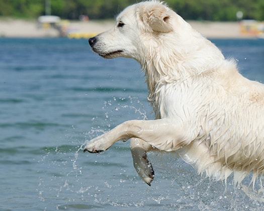 Weißer Hund im Wasser
