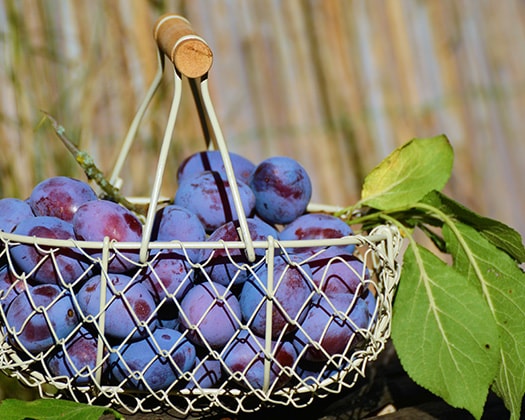 Obstkorb unter dem Motto nährstoffreicher Ernährung