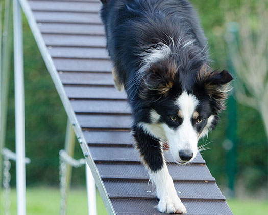 Ausdauersport für Hunde: Ein Hund im Training