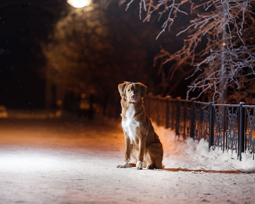 Gassi gehen an dunklen Herbstabenden