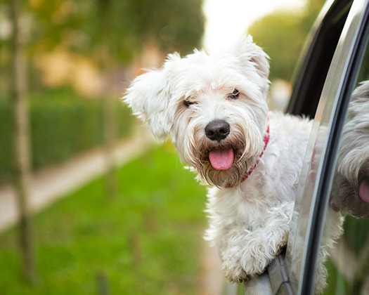 Ein fröhlicher Hund steckt den Kopf aus dem Fenster eines Autos, das an einer Wiese entlangfährt.