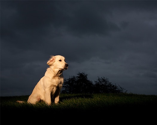 Leuchthalsbänder & reflektierende Jacken: Ein Hund im Dunkeln