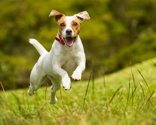 Junger Hund auf einer grünen Wiese beim Laufen zu dem Thema Wahl der Unterkunft