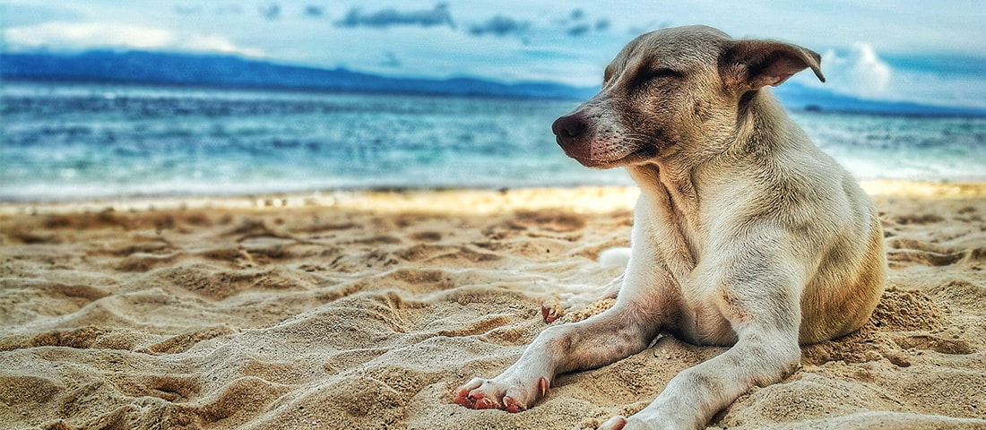Weißer Hund liegt am Strand in der Sonne im Rahmen der Thematik Verreisen mit einem Hund