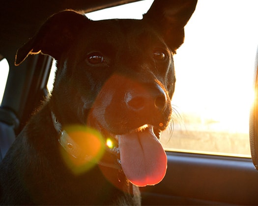 Schwarzer Hund mit heraushängender Zunge sitzt in einem Auto bei Sonnenuntergang, Sonnenlicht spiegelt sich in der Kamera