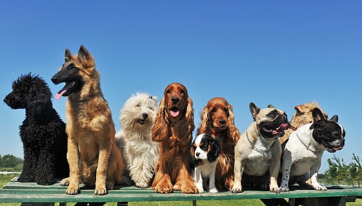 Der Berner Sennenhunde in der Gruppe