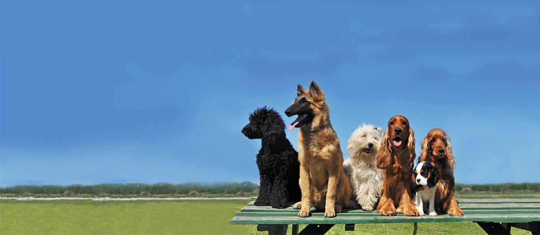 Unterschiedliche Hunderassen auf einen Blick