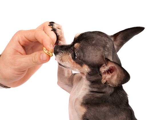 Das Zusammenleben von Mensch und Chihuahua