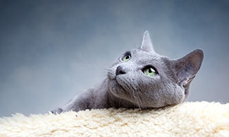 Graue Katze mit Blick zur Seite liegt auf einem weißen Fell