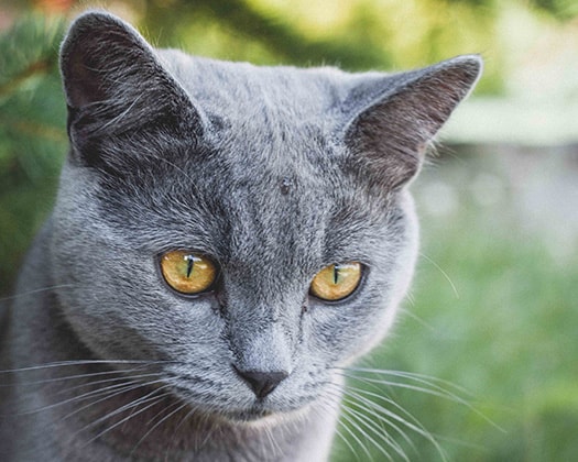 Rassenkatze mit mittelgroßer bis großer Statur auf grünen Rasen