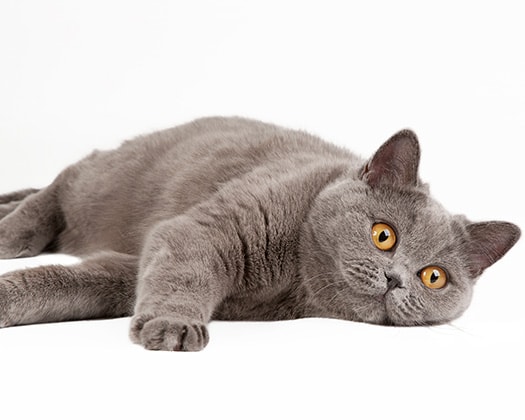 Britische Kurzhaarkatze streckt sich mit gemütlicher Gelassenheit