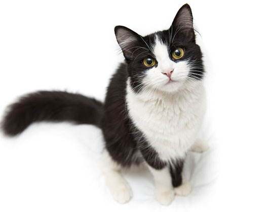 Schwarz-weiße Katze mit aufmerksamem Blick sitzt auf weißem Hintergrund.