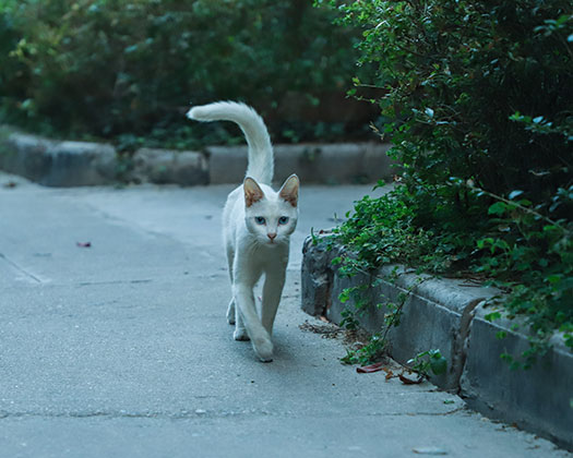 In der Dämmerung geht eine weiße Katze am Straßenrand den Gehweg entlang.